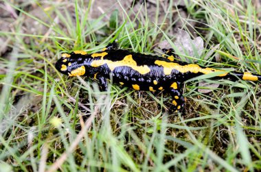 Çimenler arasındaki siyah ve sarı semenderin yakın görüntüsü