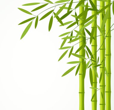 Beyaz arka plan üzerinde izole yaprakları ile yeşil bambu kaynaklanıyor.