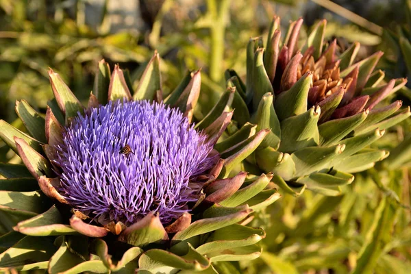 Malta 'da bir bahçede iki tane enginar.