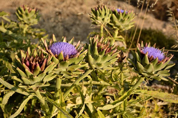 Blooming purple flowers of artichoke in a garden in Malta — Stock Photo, Image