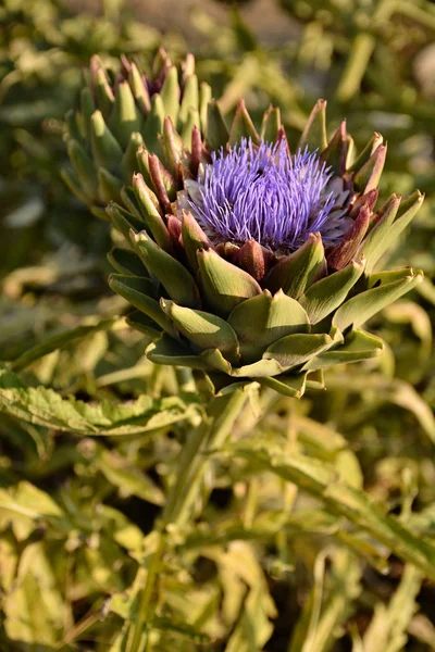 Single artichoke blooming purple flower in a garden in Malta Stock Photo