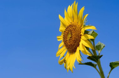 mavi gökyüzü ile ayçiçeği