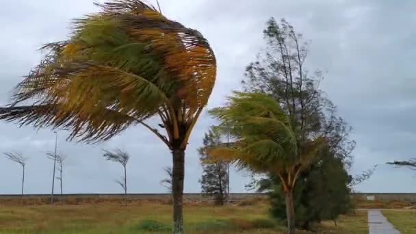 Vista Estática Del Fuerte Viento Sopla Cocotero Otros Árboles País — Vídeos de Stock