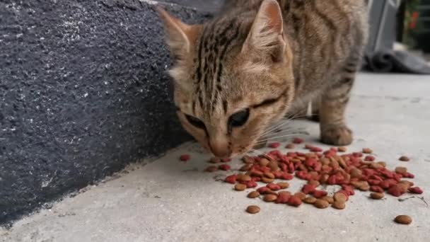 Gember Kat Eet Kattenvoer Vloer — Stockvideo