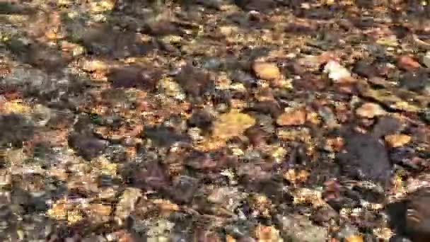 Vista Estática Cerca Del Agua Cristalina Del Arroyo Del Bosque — Vídeos de Stock