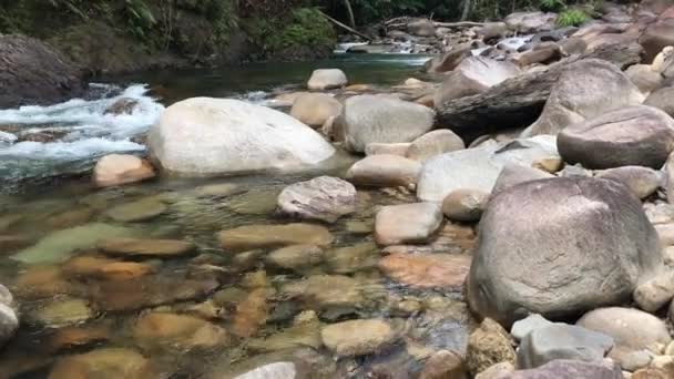 Tournage panoramique à gauche d'un ruisseau tropical cristallin dans une forêt au feuillage vert sauvage au bord du ruisseau . 