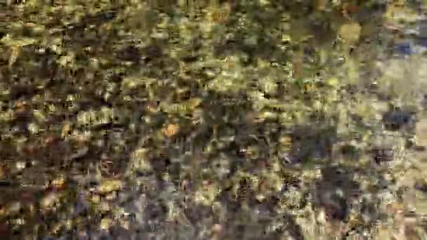 Vue Près Statique Eau Cristalline Ruisseau Forêt Tropicale Avec Petits — Video