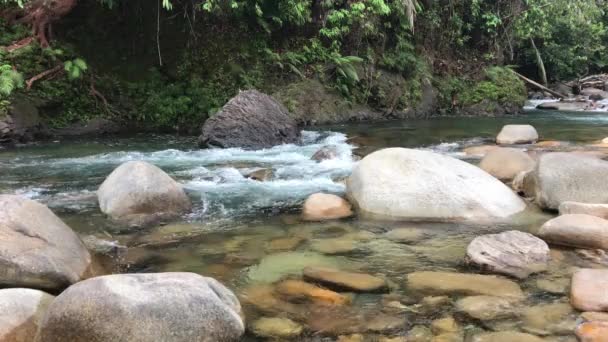 Statiska Bilder Kristallklar Tropisk Ström Skog Med Gröna Vilda Lövverk — Stockvideo