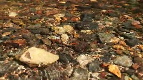 Vista Perto Estática Água Cristalina Córrego Floresta Tropical Com Pequenos — Vídeo de Stock