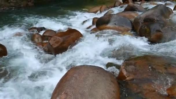 Nehrin Kıyısında Yeşil Yaban Yaprağı Olan Bir Ormandaki Kristal Berrak — Stok video