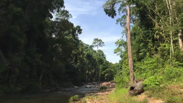 Dolly Barriendo Sartén Izquierda Corriente Tropical Cristalina Bosque Con Follaje — Vídeos de Stock