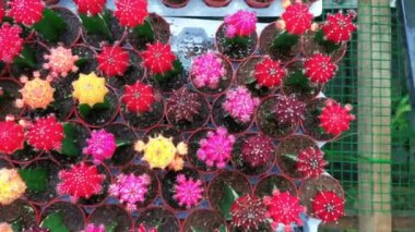 Tepsinin sol üst görüntüsü çeşitli renkli kaktüsler mini bitkiler saksılarda