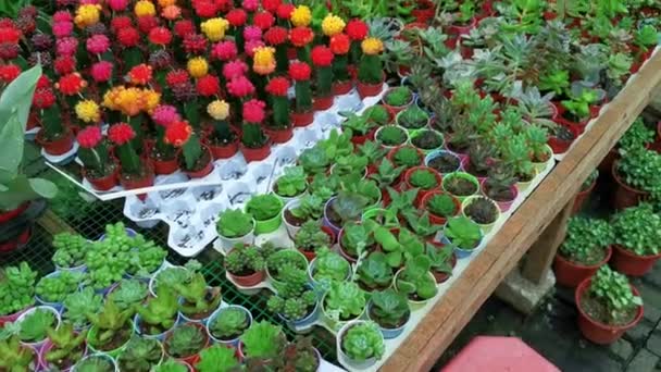 Pan Top View Diverse Vetplanten Mini Planten Potten — Stockvideo