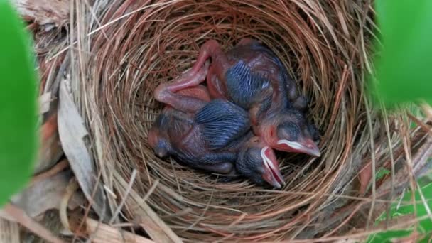 Twee Baby Vogels Slapen Een Nest — Stockvideo