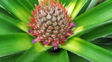 Tropikal ananas türü MD2 'yi artır.
