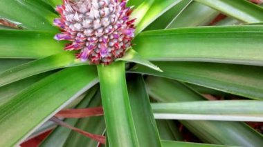 Tropikal bir ananas türünün üst görünümü Malezya Md2.