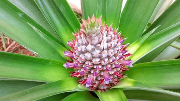 Inzoomen Van Een Tropische Ananassoort Maleisisch Md2 — Stockvideo