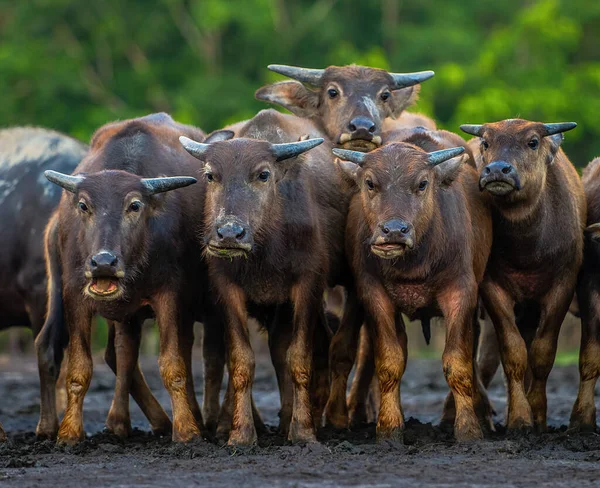 Una Manada Búfalos Agua Asiáticos Mira Fotógrafo Para Una Foto —  Fotos de Stock