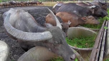 Asya su bufalolarının (Bubalus bubalis) otladığını duydum..