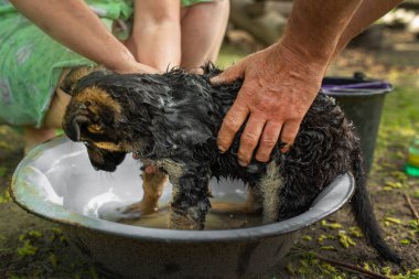 Bir Alman çoban köpeğini yıkıyor ve tedavi ediyor.