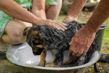Bir Alman çoban köpeğini yıkıyor ve tedavi ediyor.