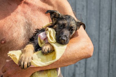 Islak çoban köpeği bir adamın kollarında, hasta ve korkmuş.