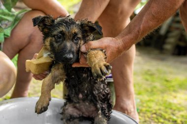 Yavru köpek çobanı banyoda yıkanıyor, açık havada.