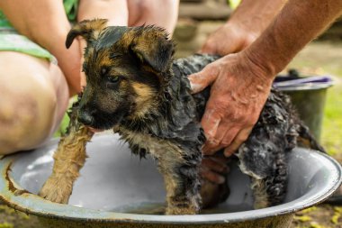 Pirelerden yıkanan çoban köpeği. Safkan bir köpeğin sağlığı.
