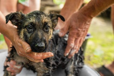 Pirelerden yıkanan çoban köpeği. Safkan bir köpeğin sağlığı.