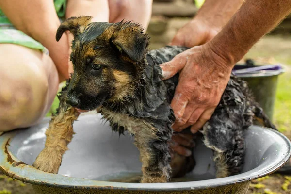 Shepherd dog bathing from fleas. The health of a purebred puppy