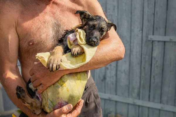 Islak çoban köpeği bir adamın kollarında, hasta ve korkmuş.