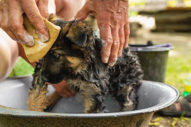 Pirelerden yıkanan çoban köpeği. Safkan bir köpeğin sağlığı.