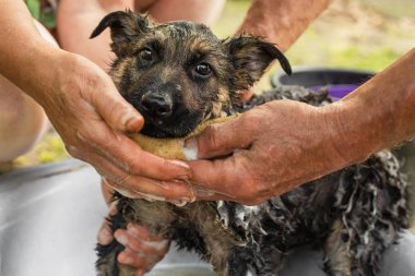 Pirelerden yıkanan çoban köpeği. Safkan bir köpeğin sağlığı.