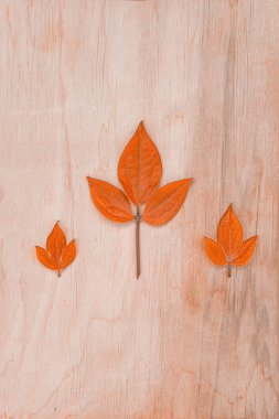 Tahta üzerinde farklı boyutlarda turuncu sonbahar yaprakları ve taze çimenler, doğal arka plan. Kavram - bozulma ve düşüş