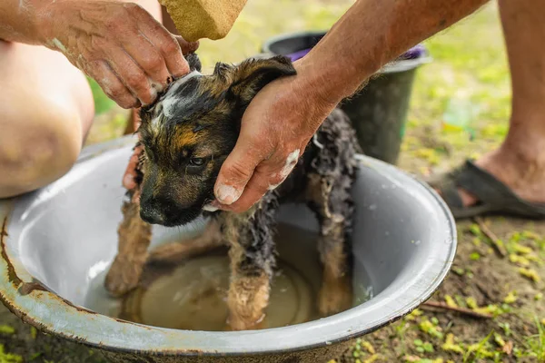 Shepherd dog bathing from fleas. The health of a purebred puppy