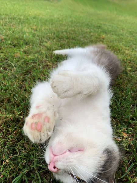 Gatto randagio di strada si trova sull'erba, naso e viso primo piano — Foto Stock