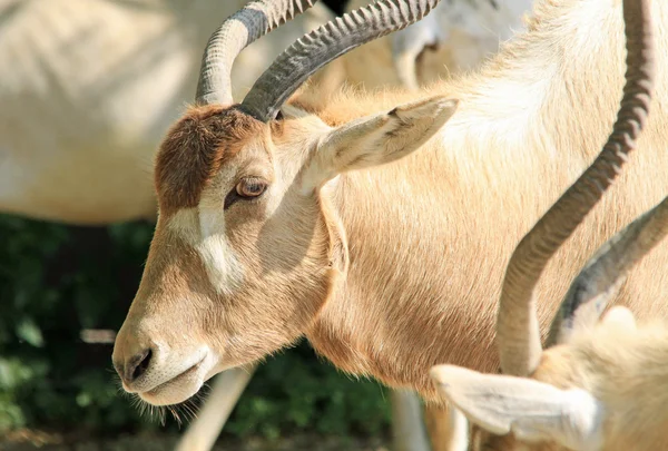 Addax antilope în profil — Fotografie, imagine de stoc
