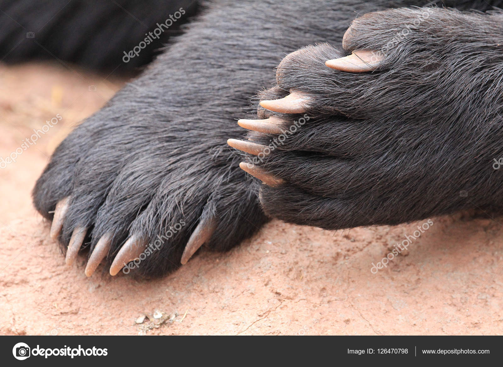 Black bear paw with claws Stock Photo by ©kojoty 126470798