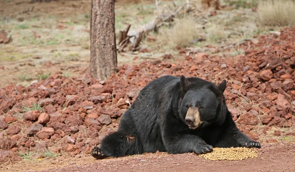 Orso nero a guardia del suo cibo — Foto Stock