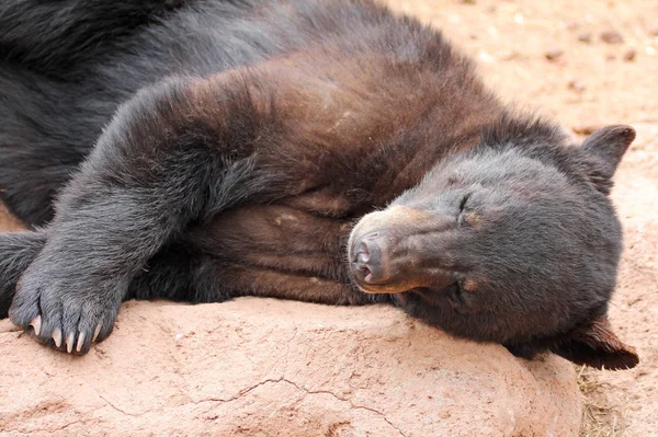 Спящий черный медведь — стоковое фото