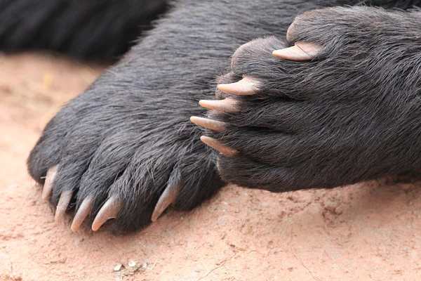 Black bear paw with claws — Stock Photo, Image