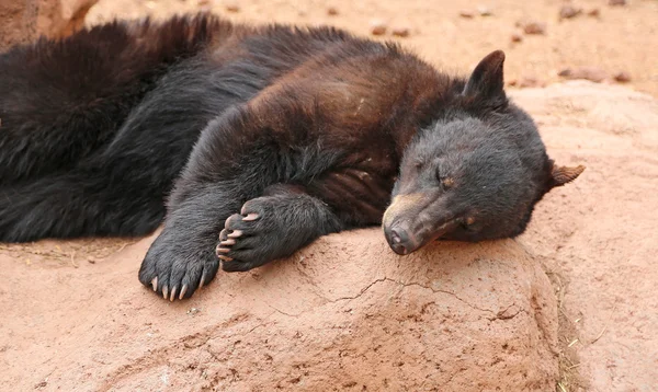 Orso nero che dorme sulla roccia — Foto Stock