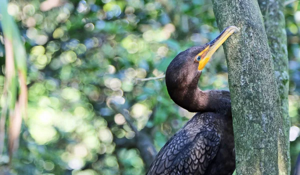 Cormorant and tree — Stock Photo, Image