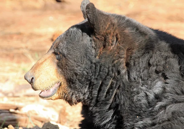 Urso preto no perfil — Fotografia de Stock