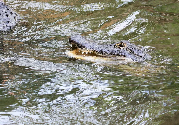 Wild alligator in water — Stock Photo, Image