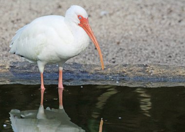 Beyaz Ibis - Florida
