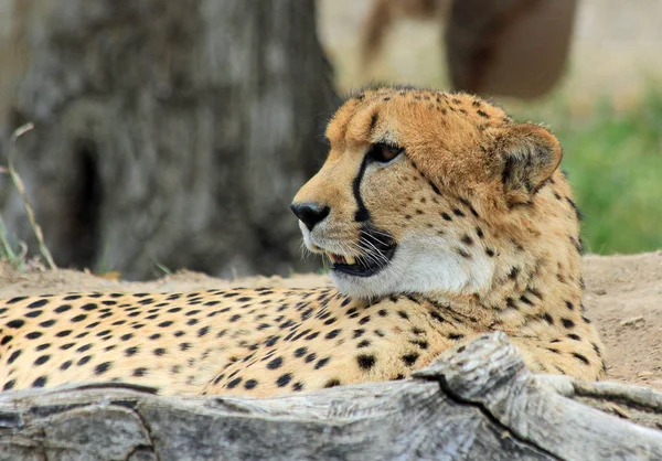 Odpoczynku Gepard (polowanie leopard) — Zdjęcie stockowe