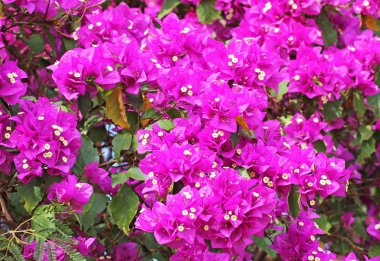 Begonvil pembe bush