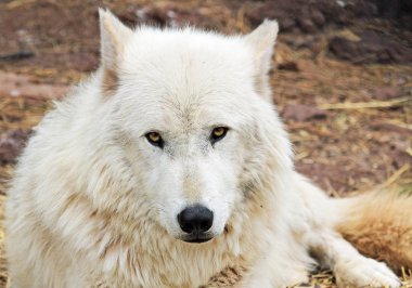Arktik Beyaz kurt