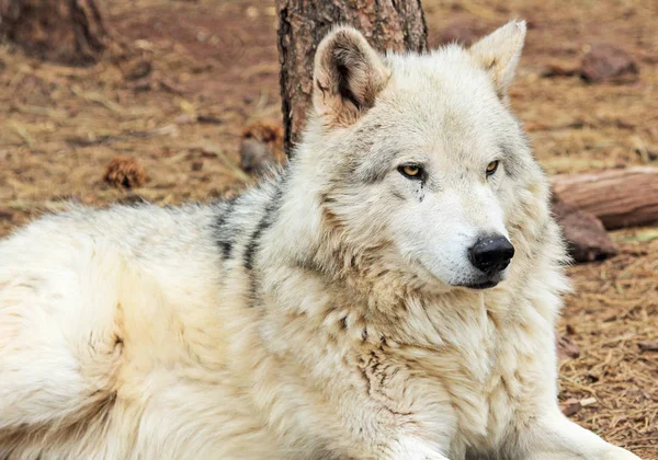 Alaskan tundra wolf — Stock Photo, Image